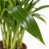 Areca Palme, Nahaufnahme Blatt