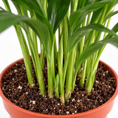 Areca Palme, Nahaufnahme Wuchs und Triebansatz