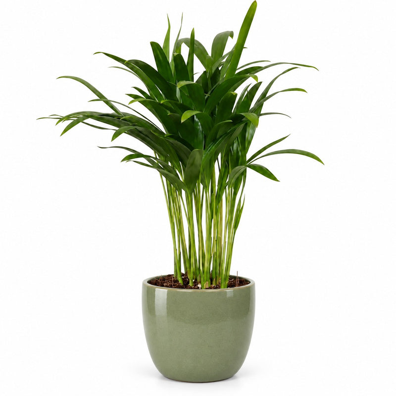 Areca Palme - 35cm Detail