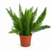 Asparagus Densiflorus Meyeri (50cm, Ø17cm) im Kulturtopf