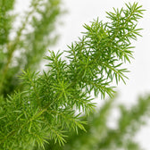Asparagus Densiflorus Meyeri (50cm, Ø17cm), Nahaufnahme Blatt
