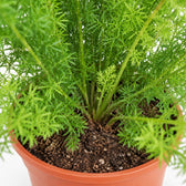 Asparagus Densiflorus Meyeri (50cm, Ø17cm), Nahaufnahme Wuchs und Triebansatz