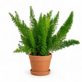 Asparagus Densiflorus Meyeri (50cm, Ø17cm), Stylingbeispiel im Übertopf (Übertopf nicht enthalten)