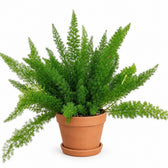 Asparagus Densiflorus Meyeri (60cm, Ø27cm), Stylingbeispiel im Übertopf (Übertopf nicht enthalten)