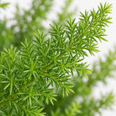 Asparagus Densiflorus Meyeri, Nahaufnahme Blatt