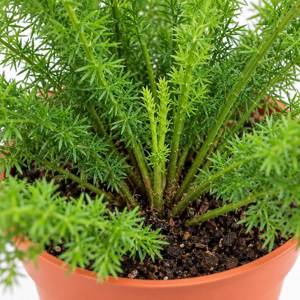 Asparagus Densiflorus Meyeri, Nahaufnahme Wuchs und Triebansatz