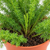Asparagus Densiflorus Meyeri, Nahaufnahme Wuchs und Triebansatz