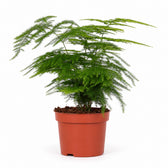Asparagus Setaceus (28cm, Ø12cm) im Kulturtopf