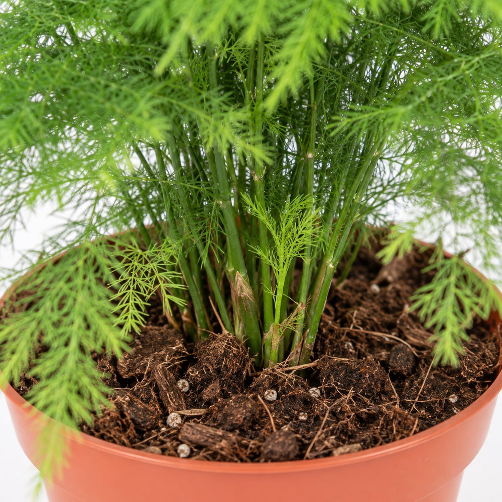 Asparagus Setaceus (28cm, Ø12cm), Nahaufnahme Wuchs und Triebansatz