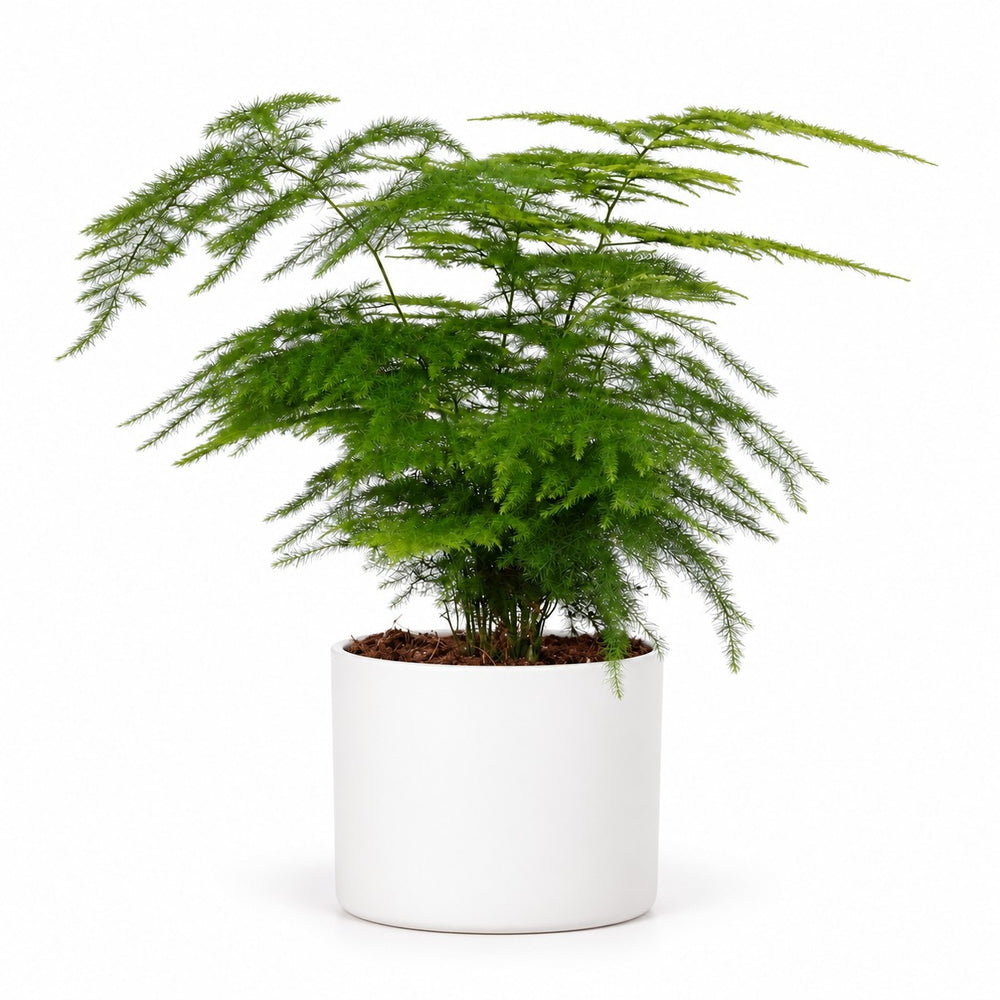 Asparagus Setaceus (28cm, Ø12cm), Stylingbeispiel im Übertopf (Übertopf nicht enthalten)