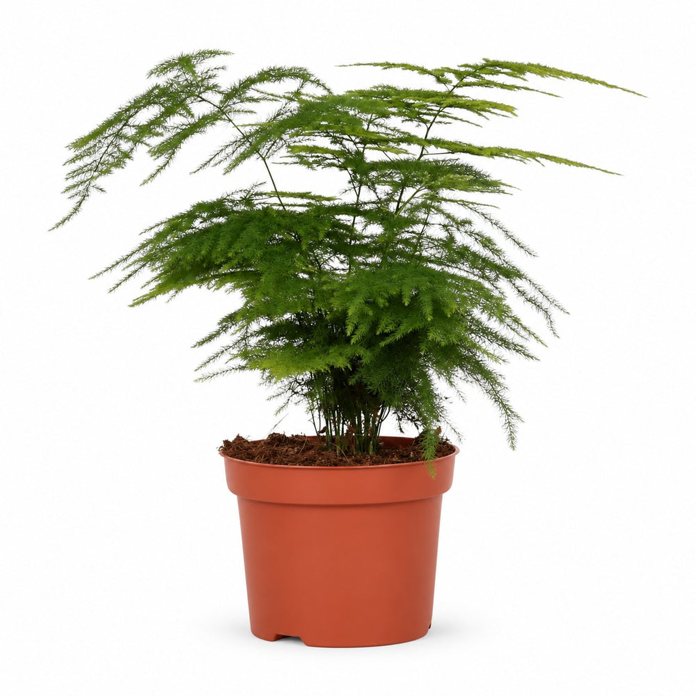 Asparagus Setaceus (35cm, Ø12cm) im Kulturtopf