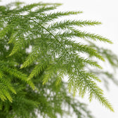 Asparagus Setaceus (35cm, Ø12cm), Nahaufnahme Blatt