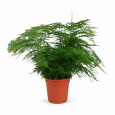 Asparagus Setaceus (45cm, Ø17cm) im Kulturtopf