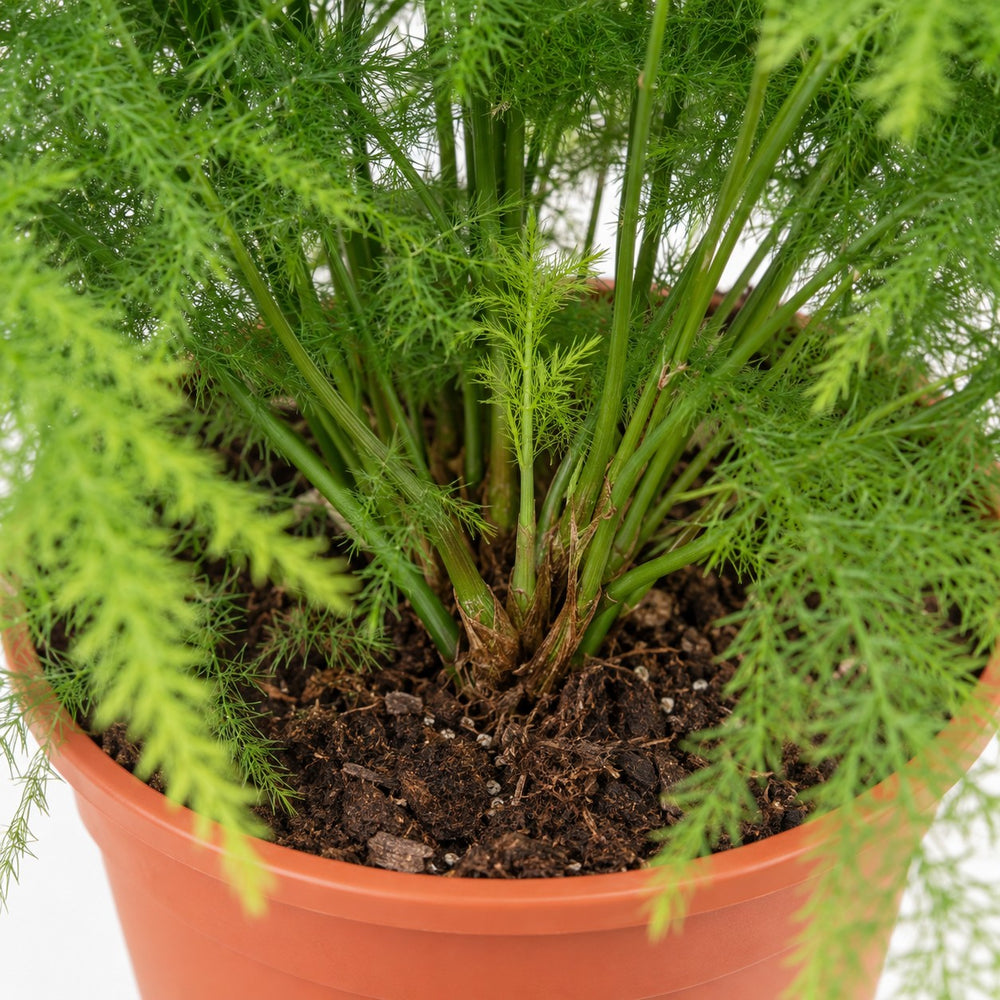 Asparagus Setaceus (45cm, Ø17cm), Nahaufnahme Wuchs und Triebansatz