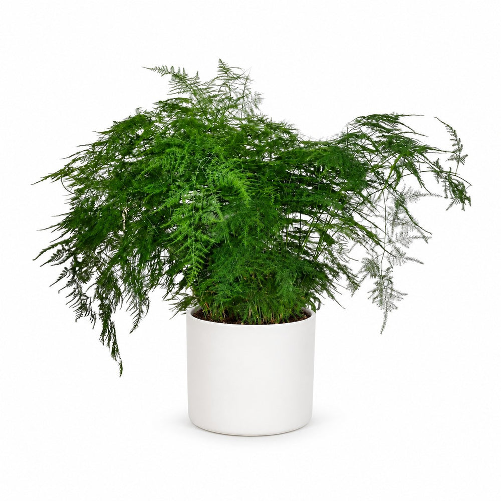 Asparagus Setaceus (70cm, Ø27cm), Stylingbeispiel im Übertopf (Übertopf nicht enthalten)