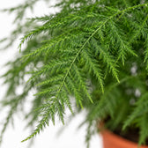 Asparagus Setaceus, Nahaufnahme Blatt