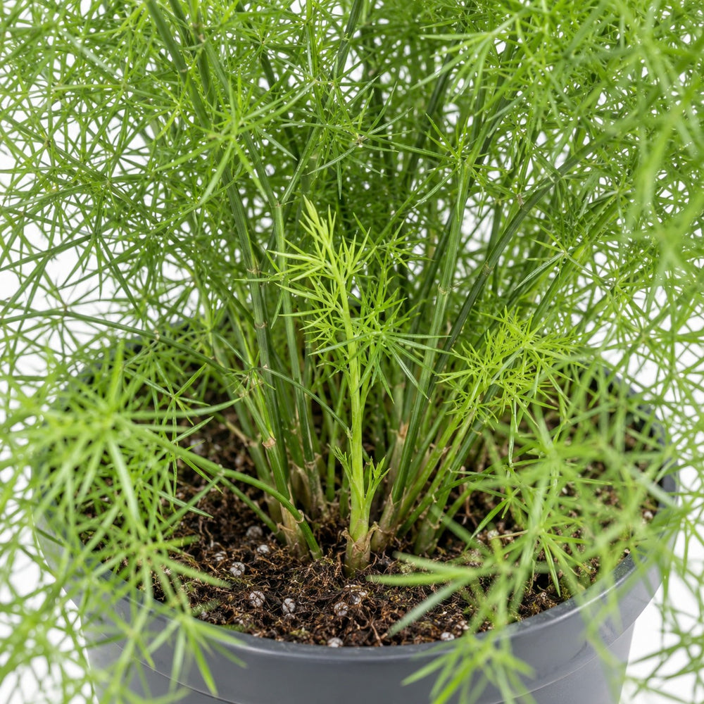 Asparagus Sprengeri hängend, Nahaufnahme Wuchs und Triebansatz
