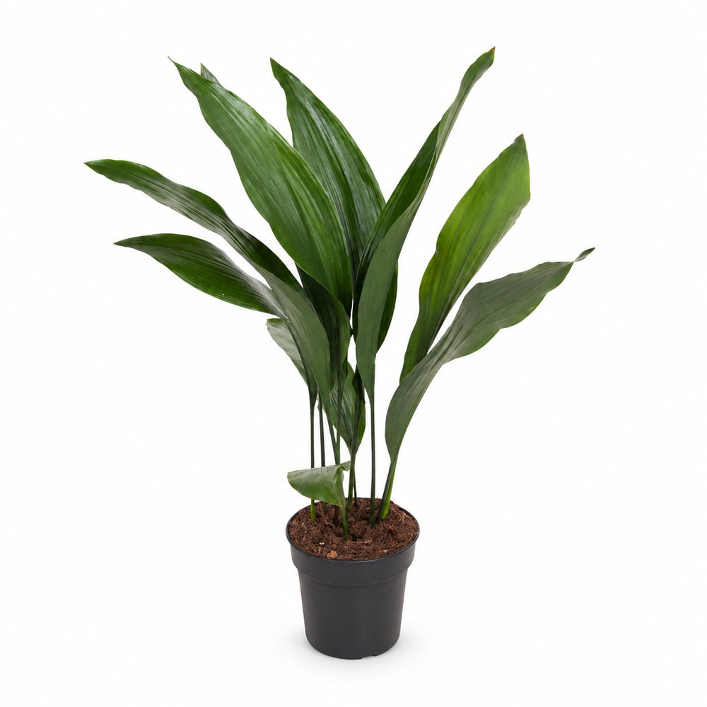 Aspidistra Elatior - 70cm im Kulturtopf