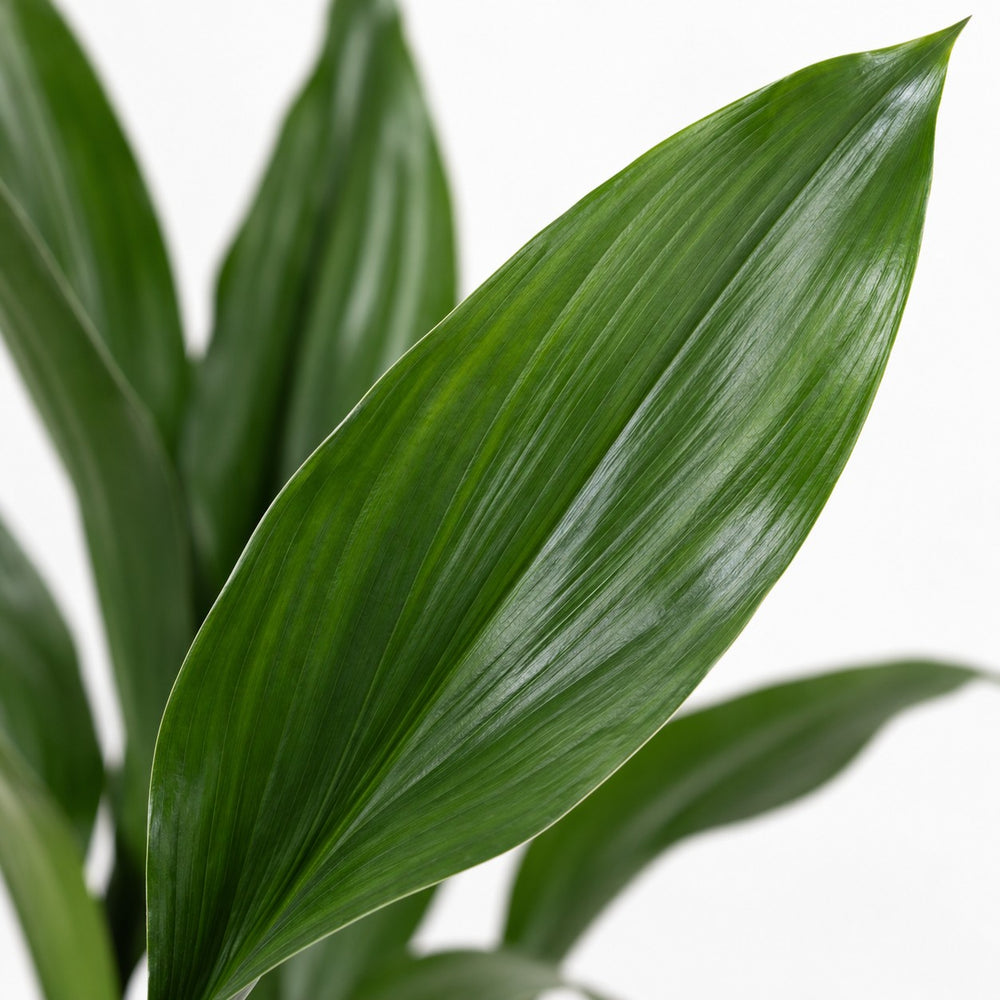 Aspidistra Elatior, Nahaufnahme Blatt