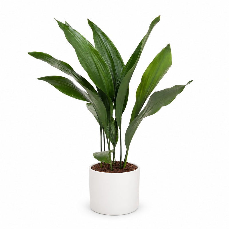 Aspidistra Elatior - 70cm Detail