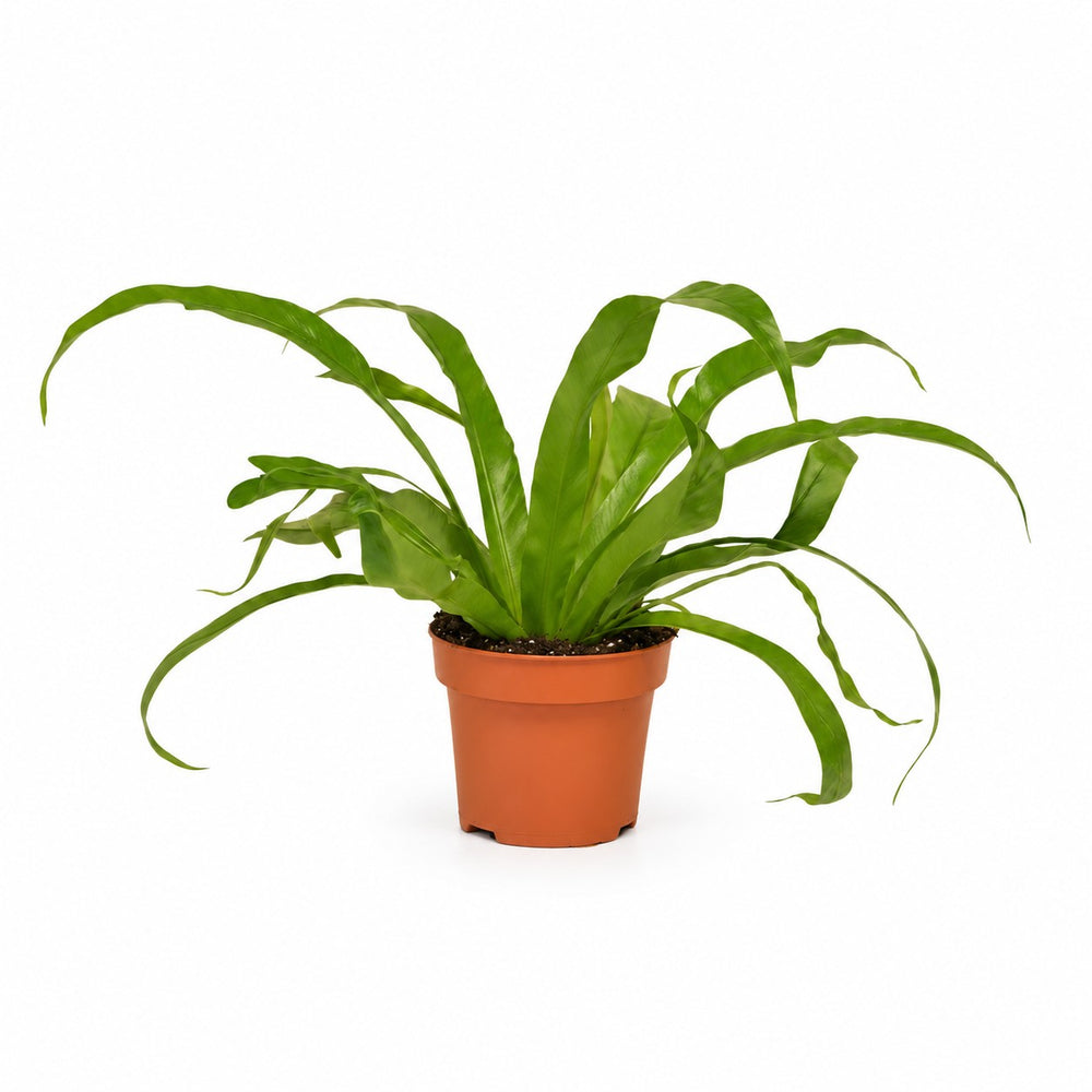Asplenium Antiquum (30cm, Ø12cm) im Kulturtopf