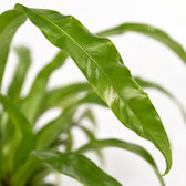 Asplenium Antiquum (30cm, Ø12cm), Nahaufnahme Blatt