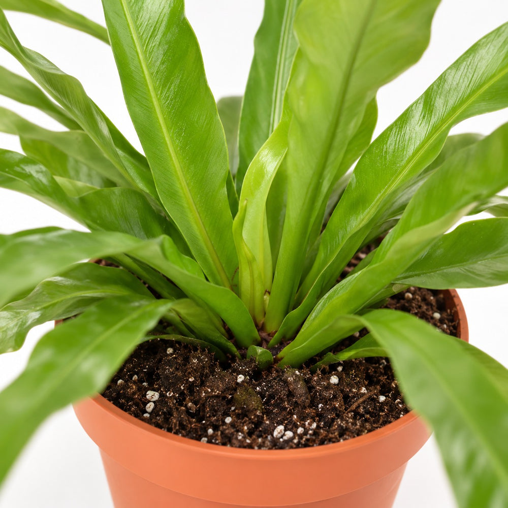 Asplenium Antiquum (30cm, Ø12cm), Nahaufnahme Wuchs und Triebansatz