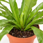 Asplenium Antiquum (30cm, Ø12cm), Nahaufnahme Wuchs und Triebansatz