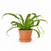 Asplenium Antiquum (30cm, Ø12cm), Stylingbeispiel im Übertopf (Übertopf nicht enthalten)