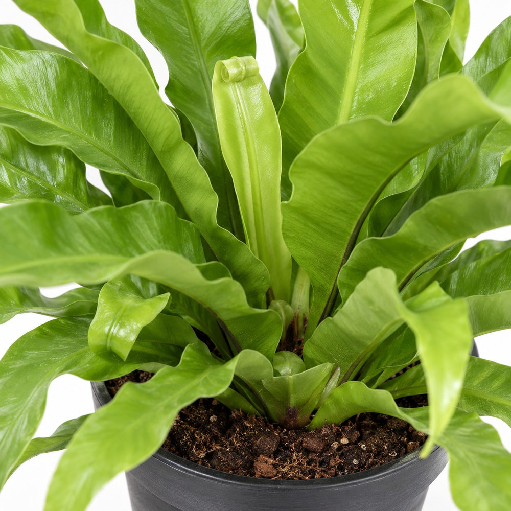 Asplenium Antiquum (45cm, Ø17cm), Nahaufnahme Wuchs und Triebansatz