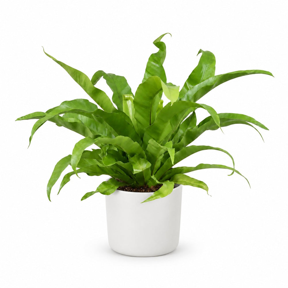 Asplenium Antiquum (45cm, Ø17cm), Stylingbeispiel im Übertopf (Übertopf nicht enthalten)
