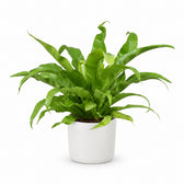 Asplenium Antiquum (45cm, Ø17cm), Stylingbeispiel im Übertopf (Übertopf nicht enthalten)