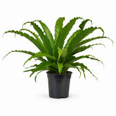 Asplenium Antiquum Osaka (40cm, Ø17cm) im Kulturtopf
