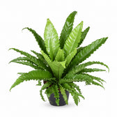 Asplenium Antiquum Osaka (60cm, Ø23cm) im Kulturtopf