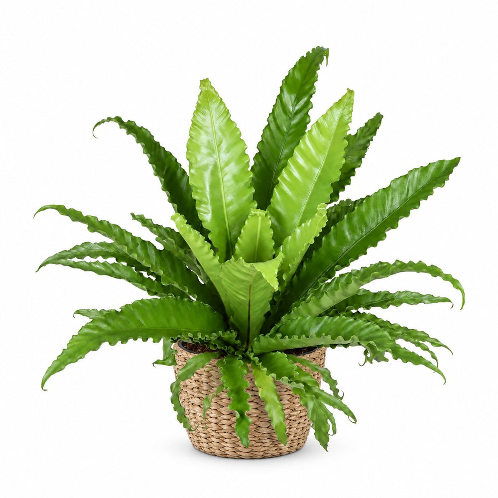 Asplenium Antiquum Osaka (60cm, Ø23cm), Stylingbeispiel im Übertopf (Übertopf nicht enthalten)