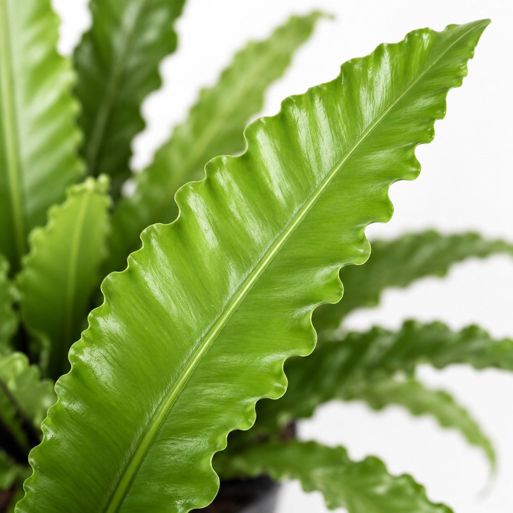 Asplenium Antiquum Osaka, Nahaufnahme Blatt
