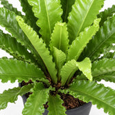 Asplenium Antiquum Osaka, Nahaufnahme Wuchs und Triebansatz