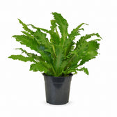 Asplenium Campio (50cm, Ø17cm) im Kulturtopf