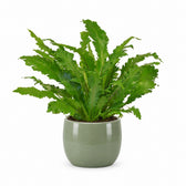 Asplenium Campio (50cm, Ø17cm), Stylingbeispiel im Übertopf (Übertopf nicht enthalten)