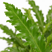 Asplenium Campio, Nahaufnahme Blatt