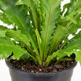 Asplenium Campio, Nahaufnahme Wuchs und Triebansatz