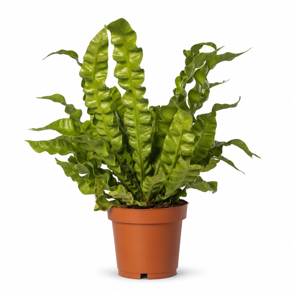 Asplenium Crispy Wave (25cm, Ø12cm) im Kulturtopf
