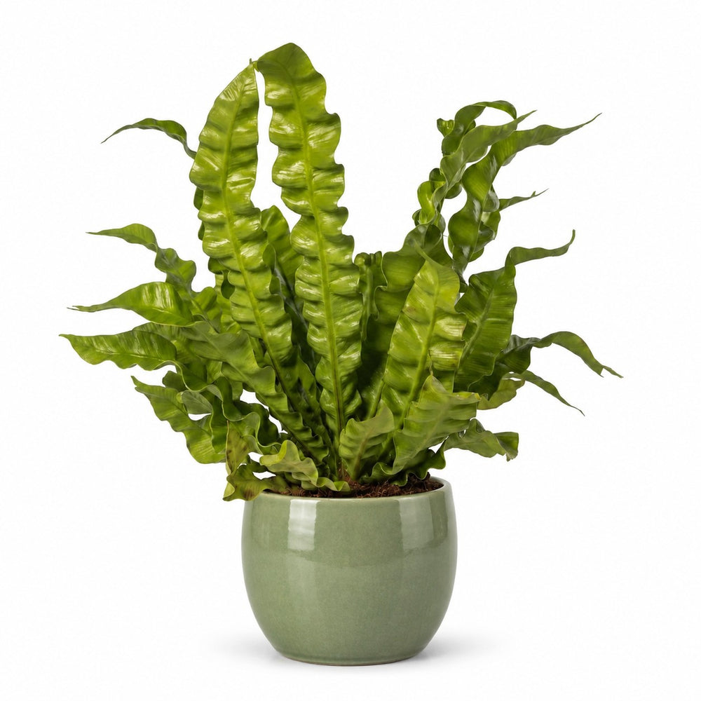 Asplenium Crispy Wave (25cm, Ø12cm), Stylingbeispiel im Übertopf (Übertopf nicht enthalten)