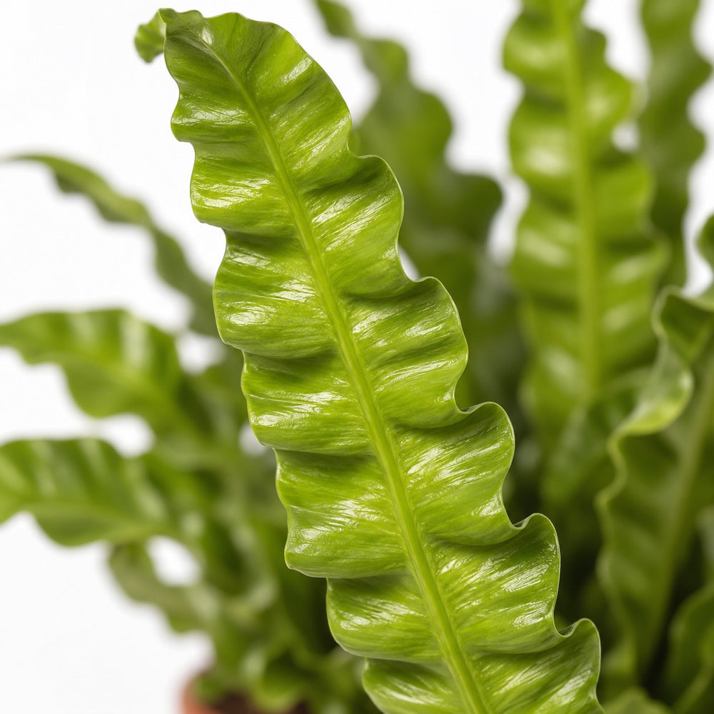 Asplenium Crispy Wave, Nahaufnahme Blatt