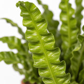Asplenium Crispy Wave, Nahaufnahme Blatt