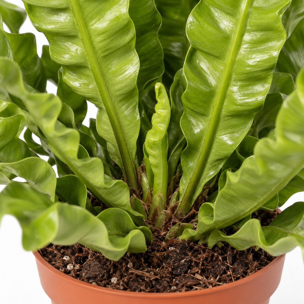 Asplenium Crispy Wave, Nahaufnahme Wuchs und Triebansatz