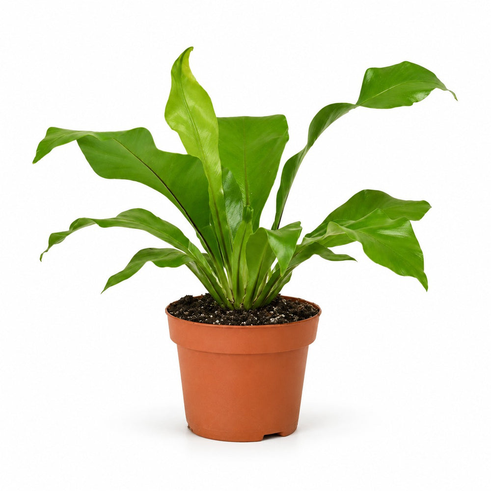 Asplenium Nidus (35cm, Ø12cm) im Kulturtopf