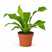 Asplenium Nidus (35cm, Ø12cm) im Kulturtopf