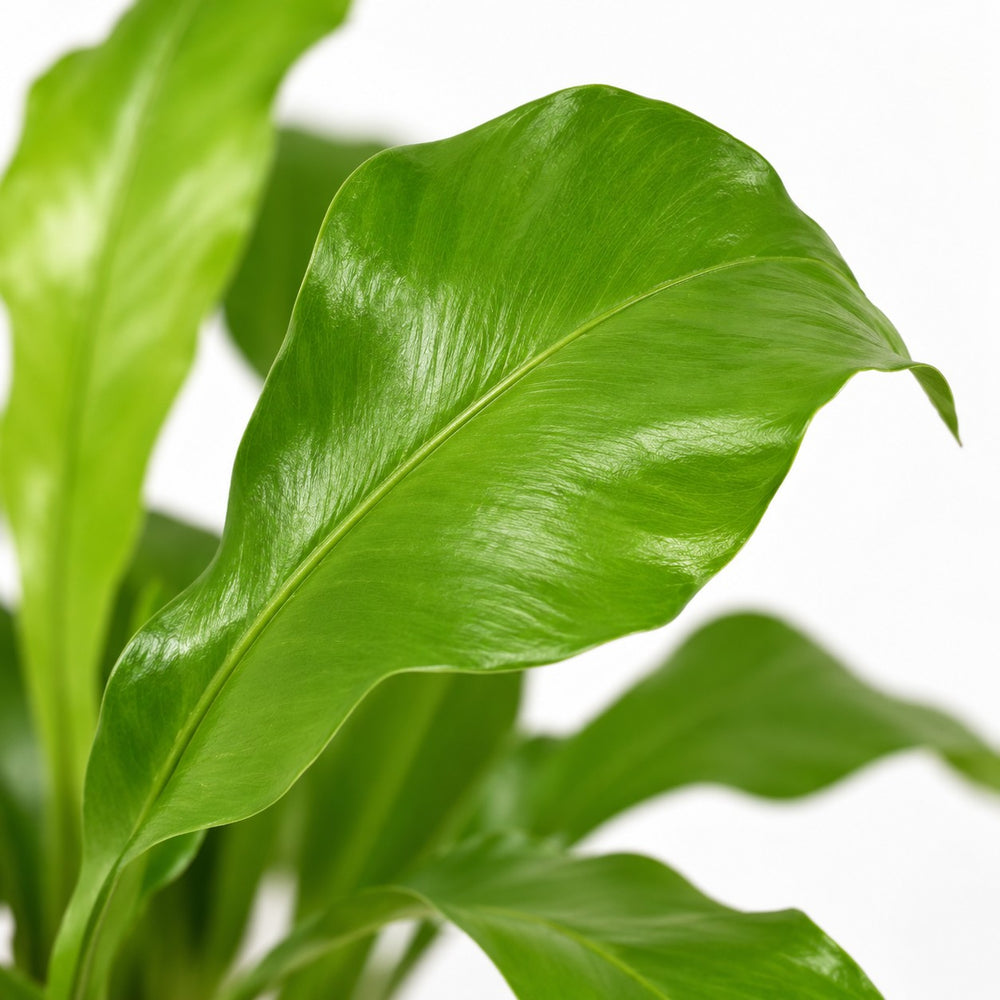 Asplenium Nidus (35cm, Ø12cm), Nahaufnahme Blatt