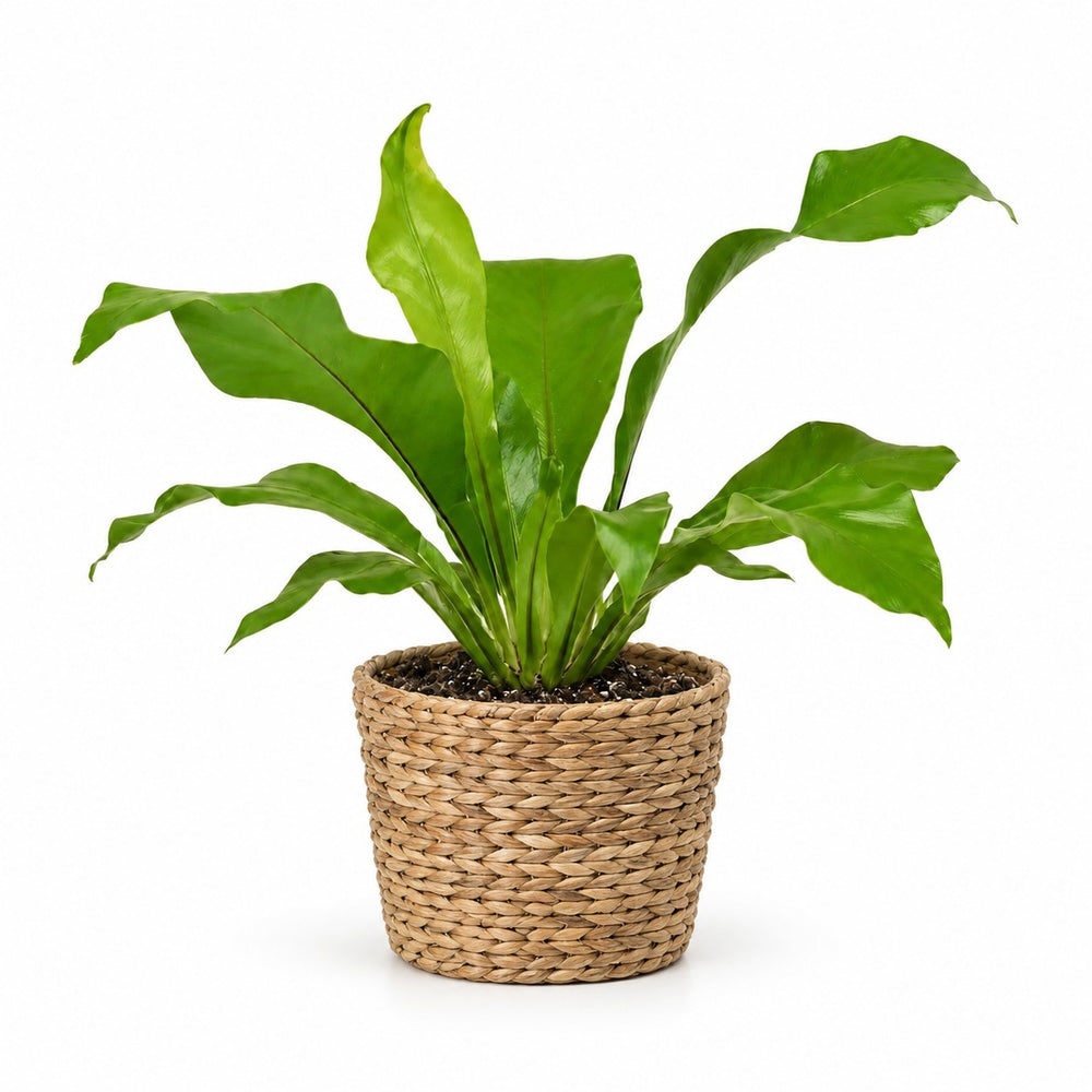 Asplenium Nidus (35cm, Ø12cm), Stylingbeispiel im Übertopf (Übertopf nicht enthalten)